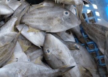 मुरूड समुद्रात ‘लेदर जॅकेट फिश’चा ‘जॅकपॉट’