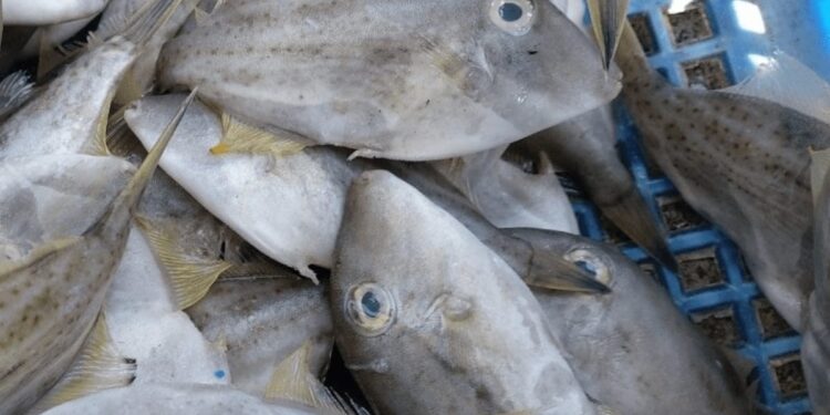 मुरूड समुद्रात ‘लेदर जॅकेट फिश’चा ‘जॅकपॉट’