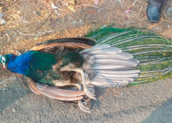 वीजेच्या धक्क्याने मोराचा मृत्यू