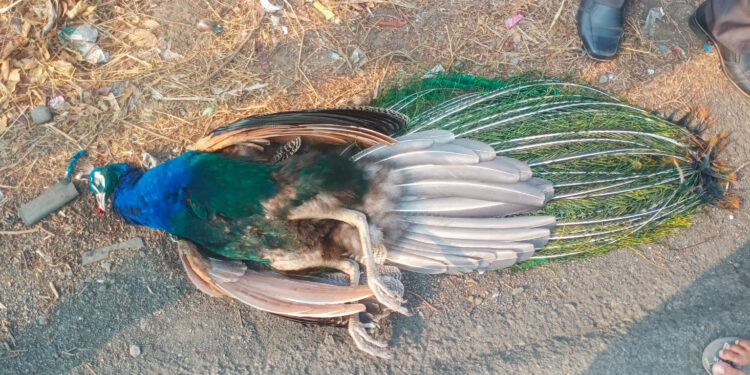 वीजेच्या धक्क्याने मोराचा मृत्यू