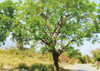 रायगडात चैत्राची मनमोहक पालवी