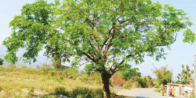 रायगडात चैत्राची मनमोहक पालवी