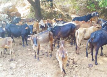 वाढत्या उन्हाच्या कचाट्यात पशुधन