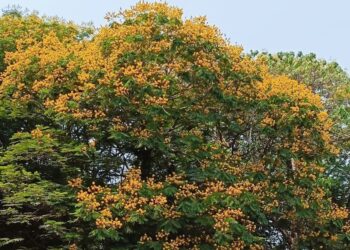 रायगडात रंगीबेरंगी फुलांचा रंगोत्सव