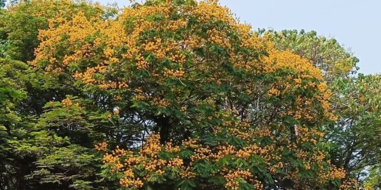 रायगडात रंगीबेरंगी फुलांचा रंगोत्सव