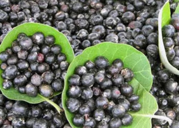 रानमेवा मिळविण्यासाठी जीवघेणी धडपड