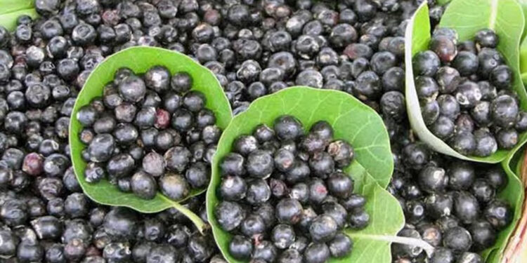 रानमेवा मिळविण्यासाठी जीवघेणी धडपड