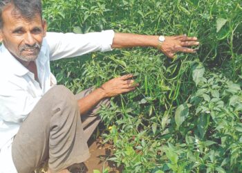 कर्जतमध्ये लवंगी-सातेरी मिरचीची शेती