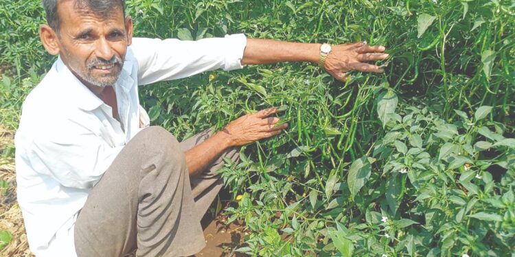 कर्जतमध्ये लवंगी-सातेरी मिरचीची शेती