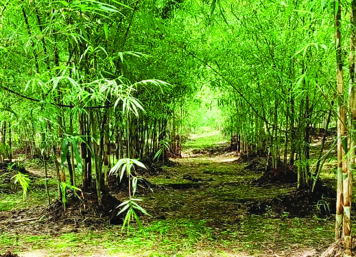 गुढीपाडव्या पार्श्‍वभूमीवर बांबूला मागणी