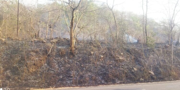 वणव्यात हजारो वृक्षांचे नुकसान