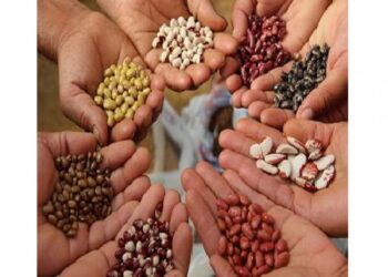 आचारसंहितेच्या कचाट्यात बियाणे वाटप