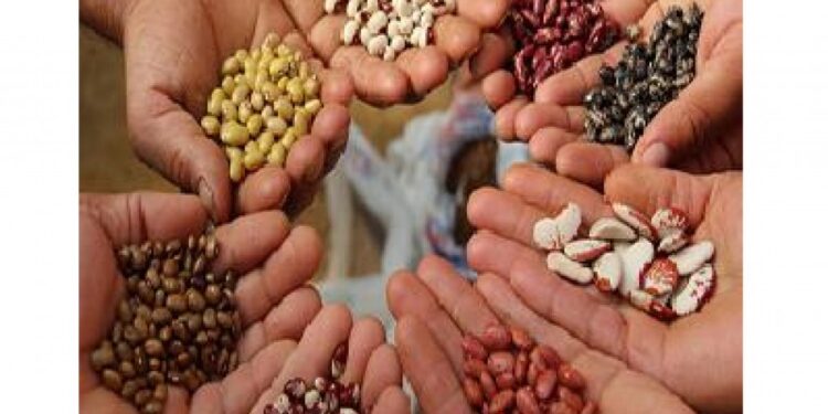 आचारसंहितेच्या कचाट्यात बियाणे वाटप