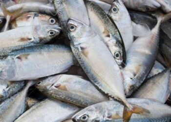 घातक रसायनामुळे हजारो मासे मृत