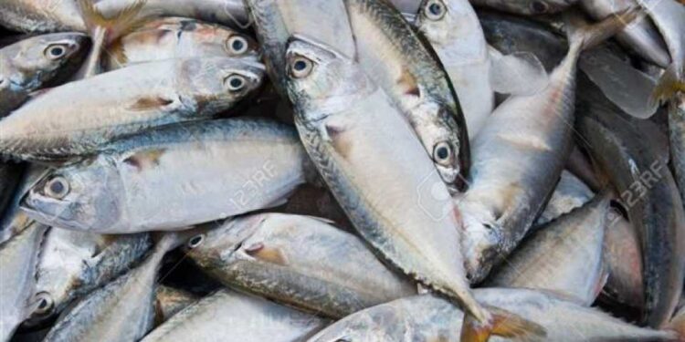 घातक रसायनामुळे हजारो मासे मृत