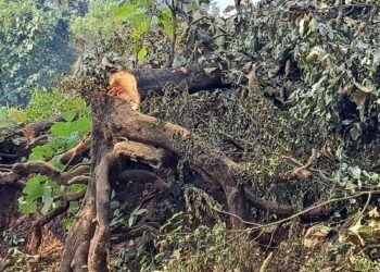 जंगलतोडीला कोणाचा आशीर्वाद?