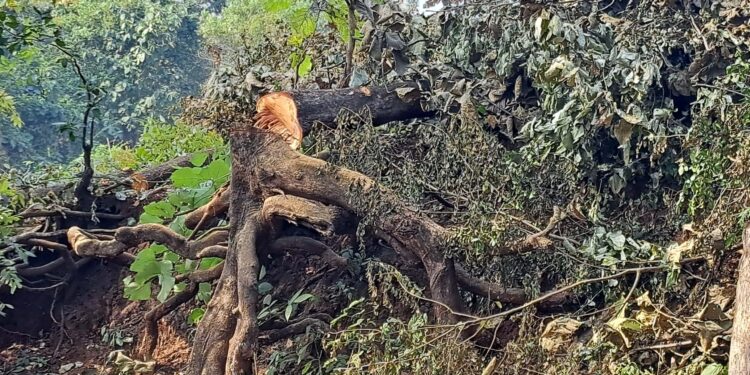 जंगलतोडीला कोणाचा आशीर्वाद?