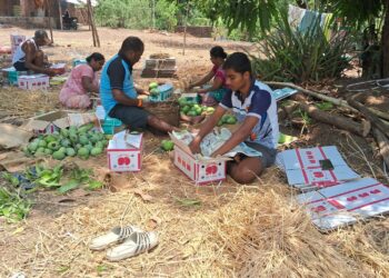 आंबे काढणीतून अनेकांच्या हाताला काम
