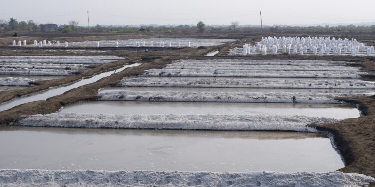 मीठ व्यवसायाला नवसंजीवनी