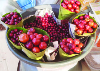 माथेरानचा जंगली मेवा बाजारात