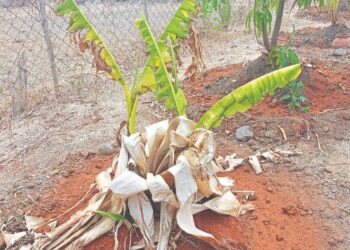 उन्हाच्या तीव्रतेने केळीच्या बागा सुकल्या