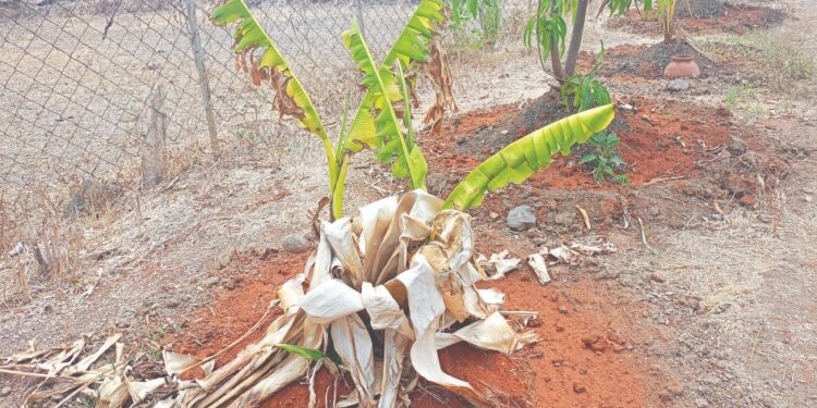उन्हाच्या तीव्रतेने केळीच्या बागा सुकल्या