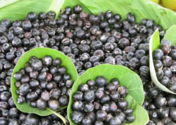 जंगल संपत्तीच्या र्‍हासामुळे रानमेवा दुर्मिळ