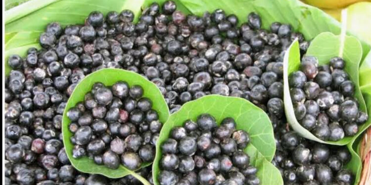 जंगल संपत्तीच्या र्‍हासामुळे रानमेवा दुर्मिळ