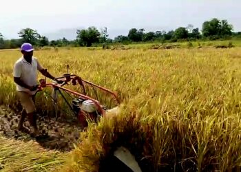 आता भातकापणीची चिंता नाही