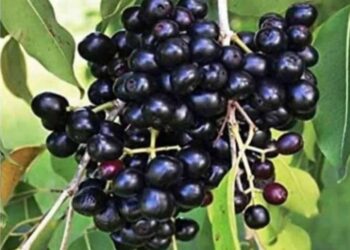 उन्हाळी रानमेव्याचा गोडवा, खवय्ये खुश