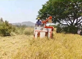 कर्जतमध्ये यंत्राच्या सहाय्याने भातकापणी