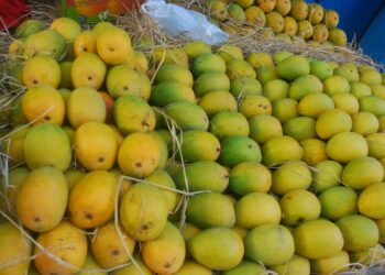 अलिबागच्या आंब्याला ठाणे, मुंंबईत मागणी