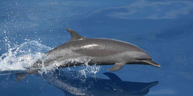  मुरुड समुद्रकिनारी आढळला मृत डॉल्फिन