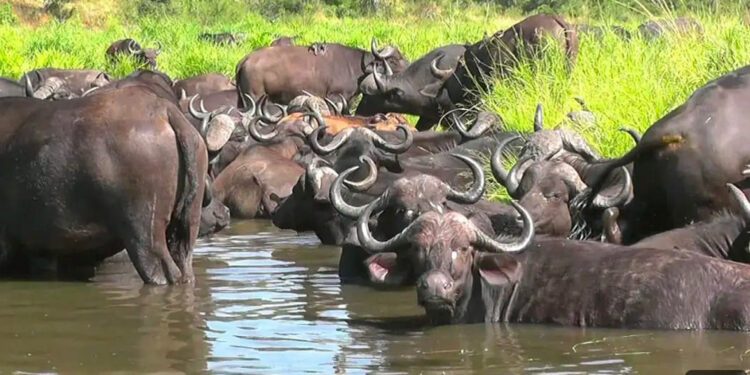 गारव्यासाठी पाणवठ्याचा आधार