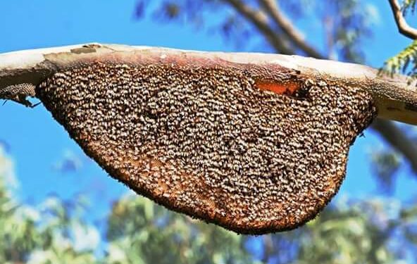 औषधी मधाचे दुर्भिक्ष्य