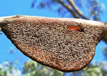 औषधी मधाचे दुर्भिक्ष्य