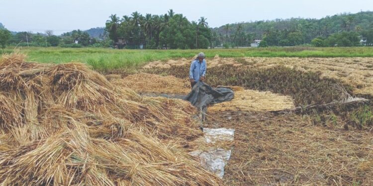 अवकाळी पावसामुळे दुबार भातशेती संकटात