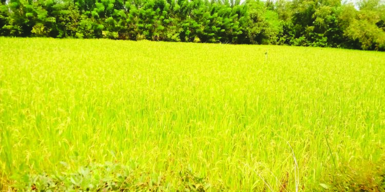 उन्हाळी भात क्षेत्रात कमालीची घट !