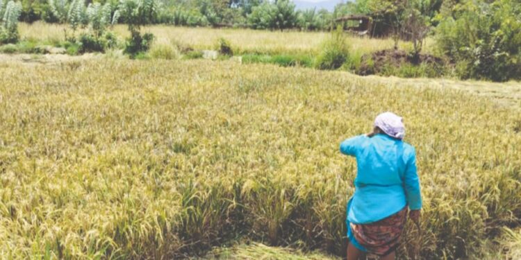 माणगावकरांवर अवकाळीचे संकट!