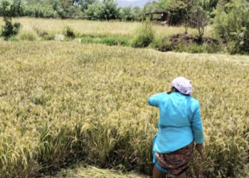 हवामान बदलाचा उन्हाळी भातशेतीला फटका