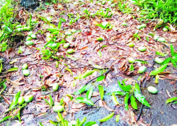 तळवडे येथे आंबा बागायतीचे नुकसान