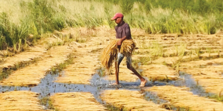 दुबार भातशेती आर्थिक संकटात