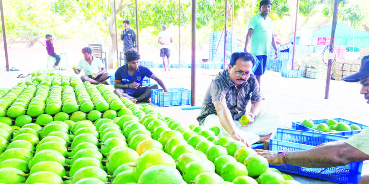 रायगडातील हापूसचा सातासमुद्रापार डंका