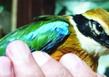 नवरंग पक्ष्याला मिळाले जीवदान