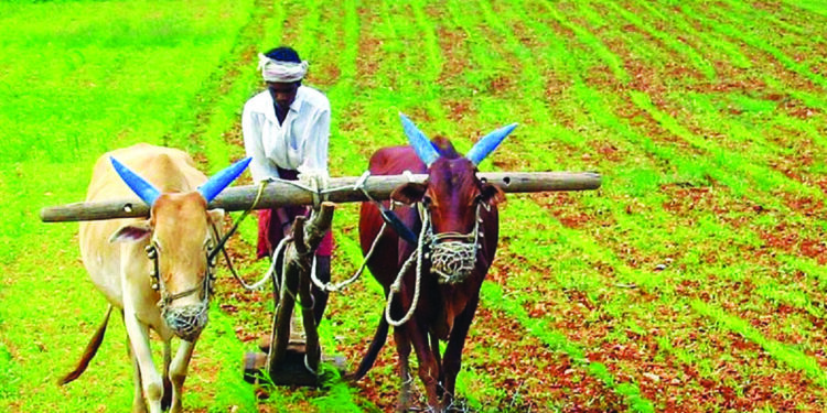 रायगडात एक लाख हेक्टर खरीपाची लागवड