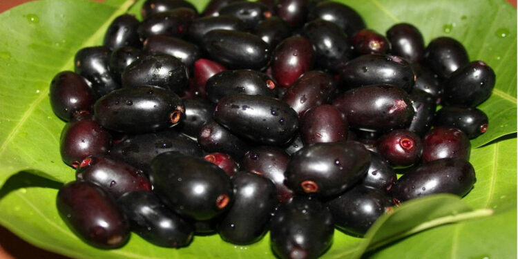 खराब वातावरणामुळे जांभळाचे पीक लांबणीवर