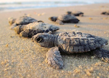 कासव संवर्धन मोहिमेला यश