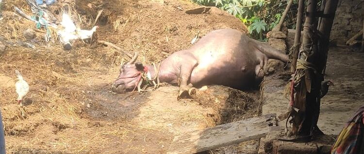 विजेच्या धक्क्याने म्हशीचा मृत्यू