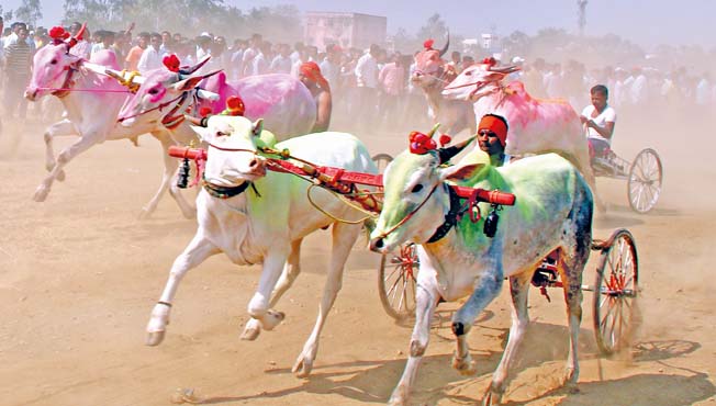 शर्यतीमधील बैलांच्या इअरटॅगला विरोध