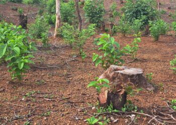 नेरळ-कशेळे राज्यमार्ग रस्त्यावर कवठेवाडी येथे जंगलतोड